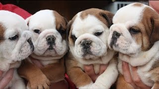 English Bulldog Puppies [upl. by Ayaladnot581]