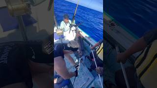 Marlin Fishing Hawaii Marlin Ahi hawaii Fishing [upl. by Iknarf]