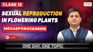 Megasporogenesis  Sexual Reproduction in Flowering Plants  class 12  Biology  One Day One Topic [upl. by Noreg]