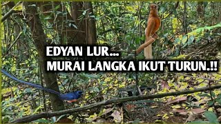 Mikat Burung Murai Batu dihutanmuraibatugacor mikatburungmurai burungmuraimedangacor [upl. by Grearson]