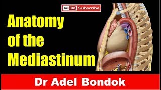 Mediastinum Dr Adel Bondok [upl. by Ijies]