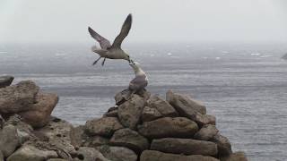 Some of St KIldas Wildlife [upl. by Birgitta]