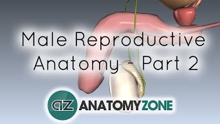 Introduction to Male Reproductive Anatomy  Part 2  Vas Deferens and Accessory Glands [upl. by Yauqaj946]