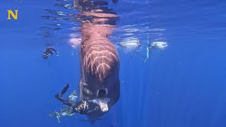 Une femme sauve une baleine géante [upl. by Elane]