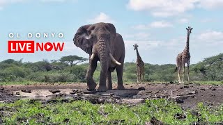 ol Donyo Lodge  Wildlife Live Stream – Kenya [upl. by Anelrahc]