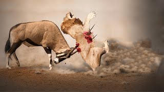 When Lion Attacks Antelopes It Paid Its Life [upl. by Maiocco]