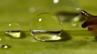 Slug shocked by water droplet [upl. by Christie]