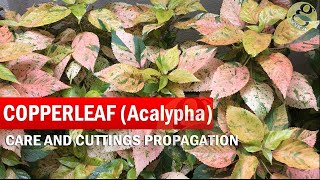 COPPERLEAF Plant Care  Acalypha wilkesiana  How to grow Khalifa Plant from Cuttings  in English [upl. by Denis]