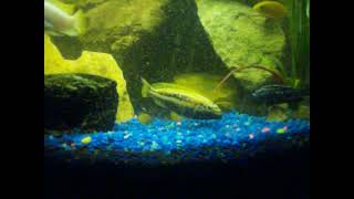 Auratus vs johanni cichlid [upl. by Gamaliel739]