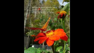 Planting Tithonia diversifolia Mexican sunflower [upl. by Pernick]