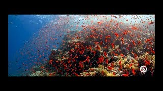 Red Sea quotAnthiasGoldfishquot [upl. by Nelluc]