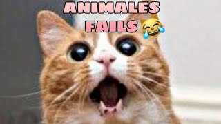 🤣 Animales Graciosos Fails 🐱🐶 los Mejores Fails de Animales [upl. by Berenice408]