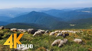 The Carpathians  Summertime  4K Nature Documentary Film [upl. by Suiramed732]