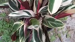 Calathea Stromanthe Tricolor [upl. by Anirbac]