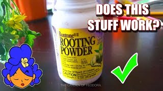 How to clone a tomato plant  BONTONE ROOTING POWDER REVIEW The Garden Of Feodora [upl. by Zennas189]