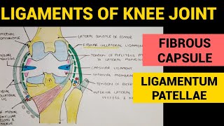 Knee Joint  2  Fibrous Capsule amp Ligamentum Patellae [upl. by Ruperta53]