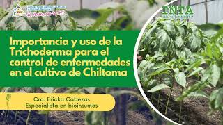 podcast inta Uso de Trichoderma para el control de enfermedades en el cultivo de Chiltoma [upl. by Annawit512]