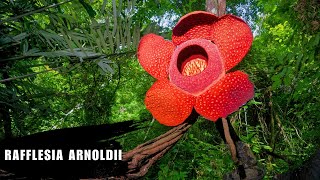 Rafflesia arnoldii  the flower that smells like death [upl. by Je]