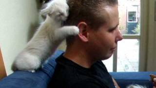 Ragdoll kitten give big hugs to my boyfriend 8 weeks old Part 1 [upl. by Niriam]