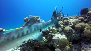 Barracuda Attacks And Devours Lionfish UHD 4k [upl. by Carlile742]