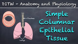 DITW  Simple Columnar Epithelial Tissue [upl. by Eitten197]