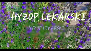 Hyzop lekarski  odmładzanie  Nasz Ogródek [upl. by Aramahs570]