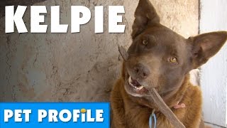 Australian Kelpie Pet Profile  Bondi Vet [upl. by Jonathon]