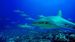 Diving in French Polynesia  Fakarava and Rangiroa  4K [upl. by Jakie593]