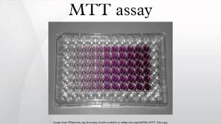 MTT assay [upl. by Eimaral]