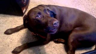 Chocolate Lab Dog Talks [upl. by Thema70]