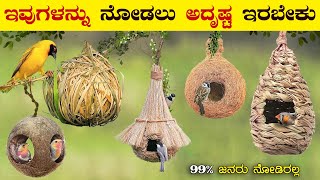 10 Most Beautiful Bird Nests in the World  Amazing Nests  Beautiful Birds  VismayaVani [upl. by Muldon]