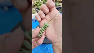 Lets Propagate Crassula Baby Necklace  bikolanahardinera succulent crassula propagation [upl. by Kaufman]