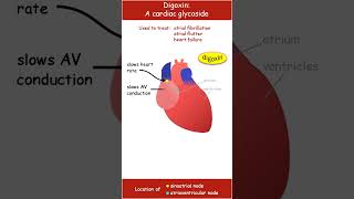 Digoxin an overview of its actions on the heart [upl. by Chandal]