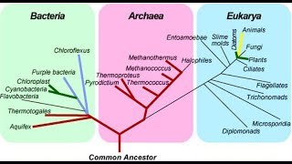 Common Ancestry Pt 6 [upl. by Yren]