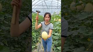 Sweet Delicious Melon Harvesting from Farm by Rural Farmer shorts satisfying youtubeshorts [upl. by Kirschner]