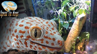 Bioactive Tokay Gecko Setup [upl. by Enaj]