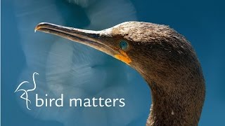 Citizen Science Bird Matters [upl. by Martinsen]