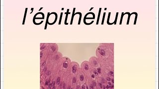 L’épithélium Les épithéliums de revêtement Histologie part 1 [upl. by Lisha]