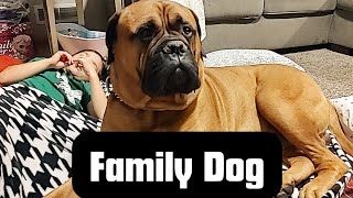 The Bullmastiff  A Great Family Dog [upl. by Aderb]