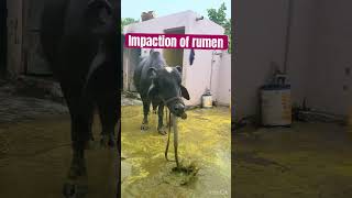 Impaction of rumen l dr Umar khan [upl. by Oicor]