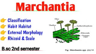 Marchantia Bsc 2nd semester Classification Dorsal amp Ventral view Scale Rhizoid UmeshBiology [upl. by Moclam696]