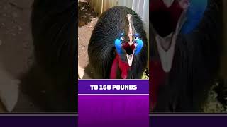 Cassowary Deadliest Bird on Earth [upl. by Fullerton]