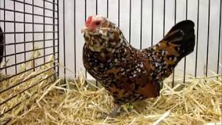 Antwerpener Bartzwerge goldporzellanfarbig Expo Suisse des Petits Animaux Fribourg 2018 [upl. by Lehcor]