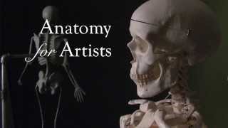 Anatomy For Artists Why do screws turn clockwise [upl. by Lenej]