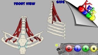 The Scalenes → Origins Insertion Action and Innervation video  By Kinesiology Kris [upl. by Sheree]