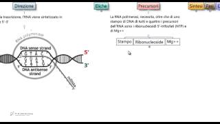 Test Medicina  Trascrizione [upl. by Reisman922]