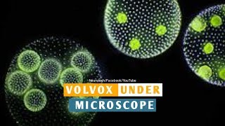 Volvox Properties Under Microscope Neurotech [upl. by Mllly]