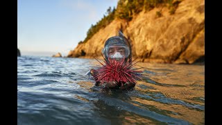 Sea urchin dIving at Orford Reef Port Orford Oregon [upl. by Huberto639]