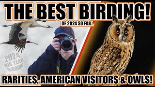 THE BEST BIRDING TRIP  OF 2024 SO FAR  Rare Birds American Visitors and owls [upl. by Wilow751]