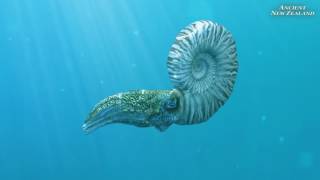 Mosasaur and Ammonite animation clips Ancient New Zealand [upl. by Bertie]